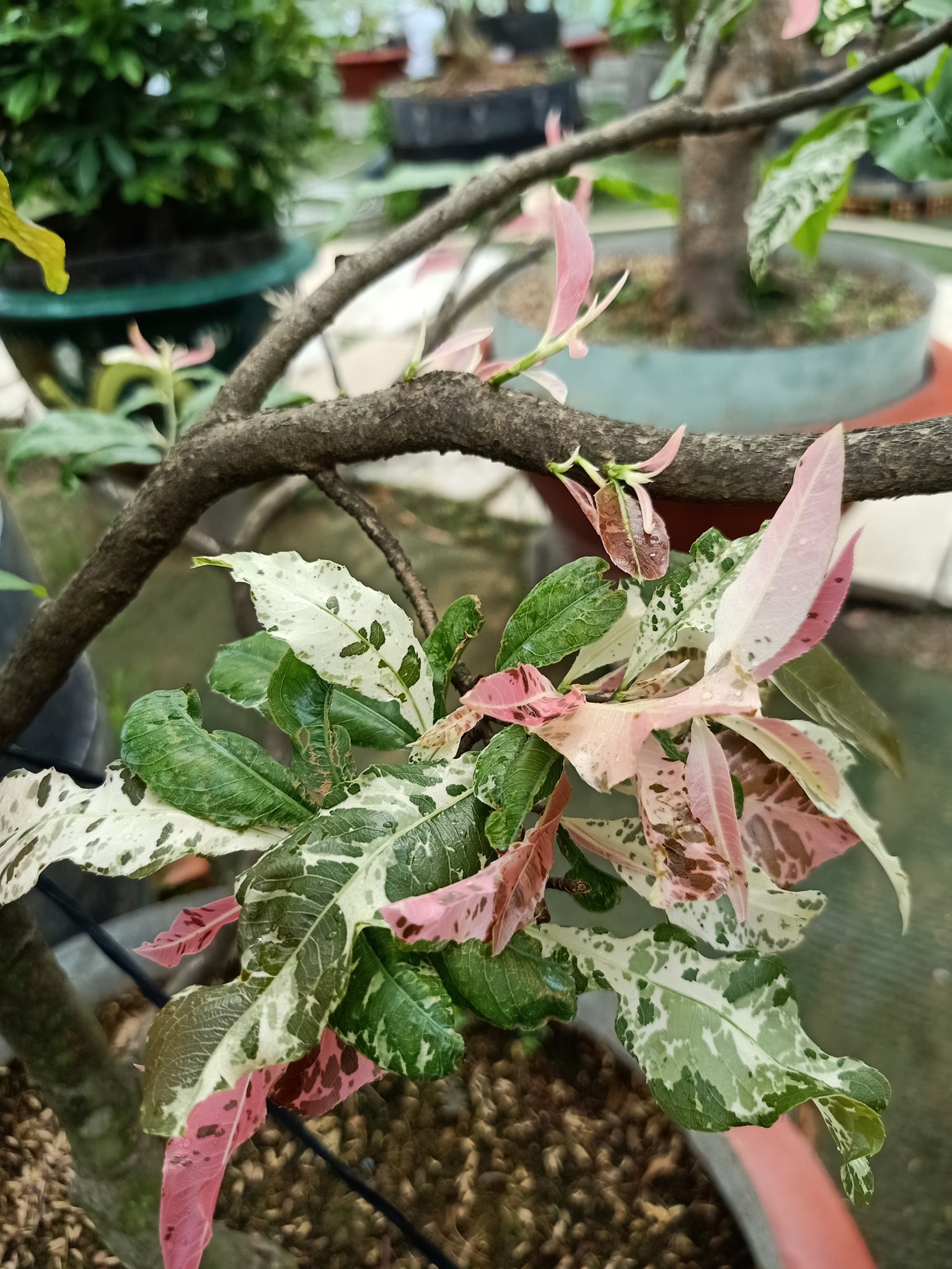 Cây bạch mai đọt đỏ - bonsai gốc ghép đẹp