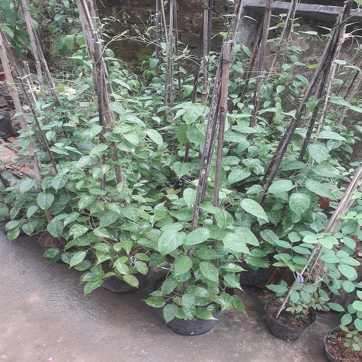 Chậu Hoa Chùm Ớt-hoa rạng đông