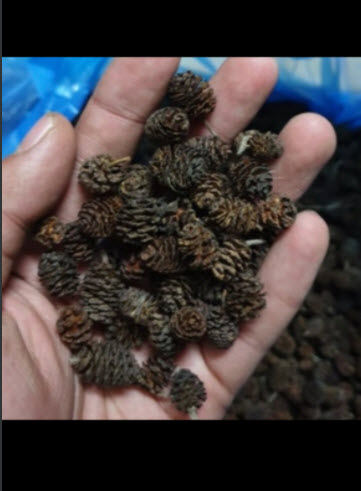 [Hoàn Tiền 10%] Trái Alder Cones (Erlenzaphen) Giúp Giảm Stress và Kháng Viêm Cho Cá Tép 1 Quả