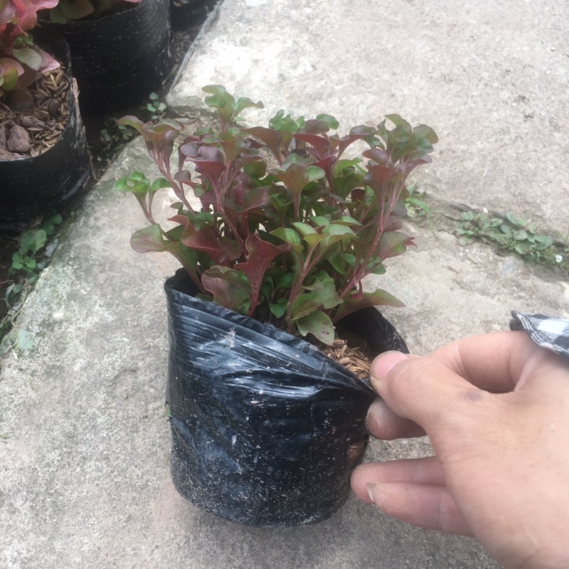 Cây Diệu Đỏ (Điệu Kỷ Đỏ) 