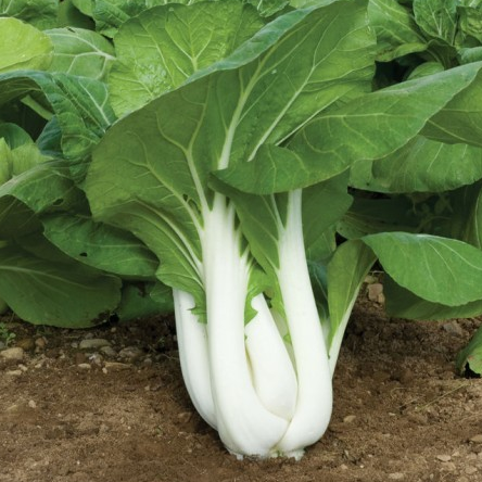 10g Hạt Giống Cải Bẹ Trắng Dễ Trồng, Giòn Ngọt