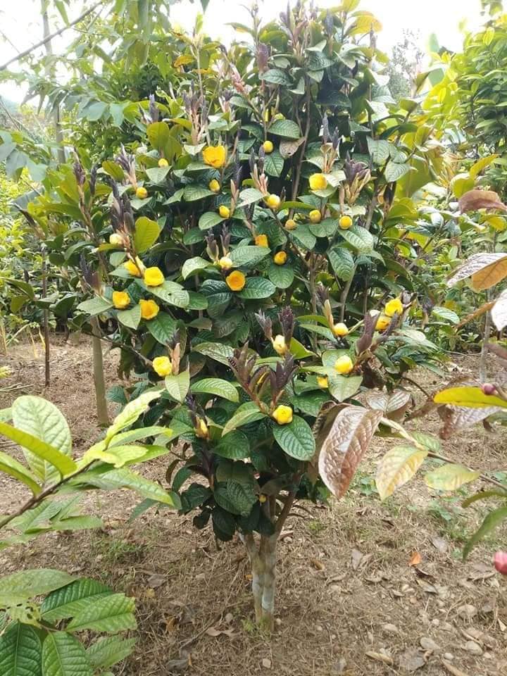 COMBO 3 CÂY TRÀ HOA VÀNG cây giống