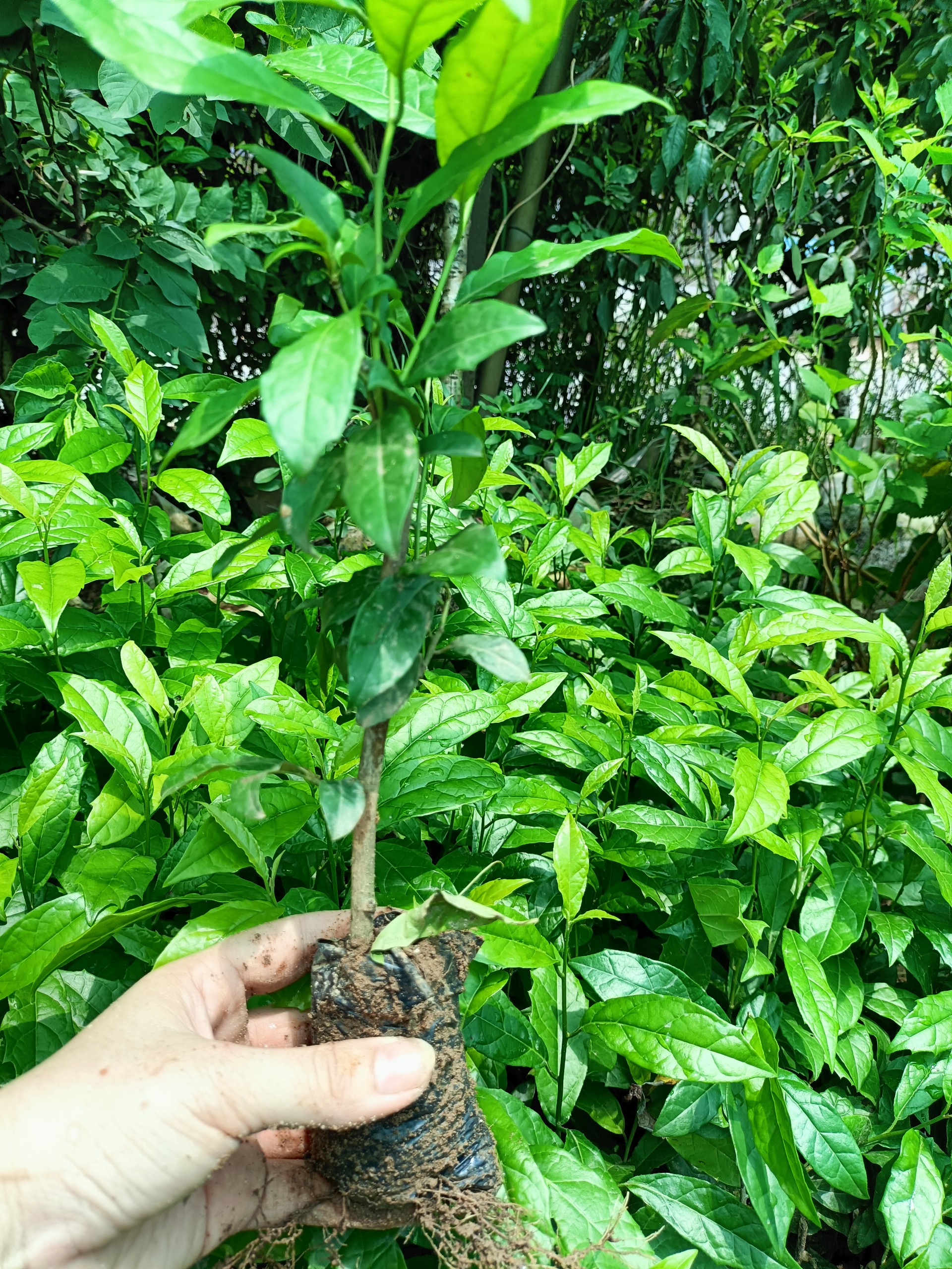 Combo 5 cây giống xạ đen