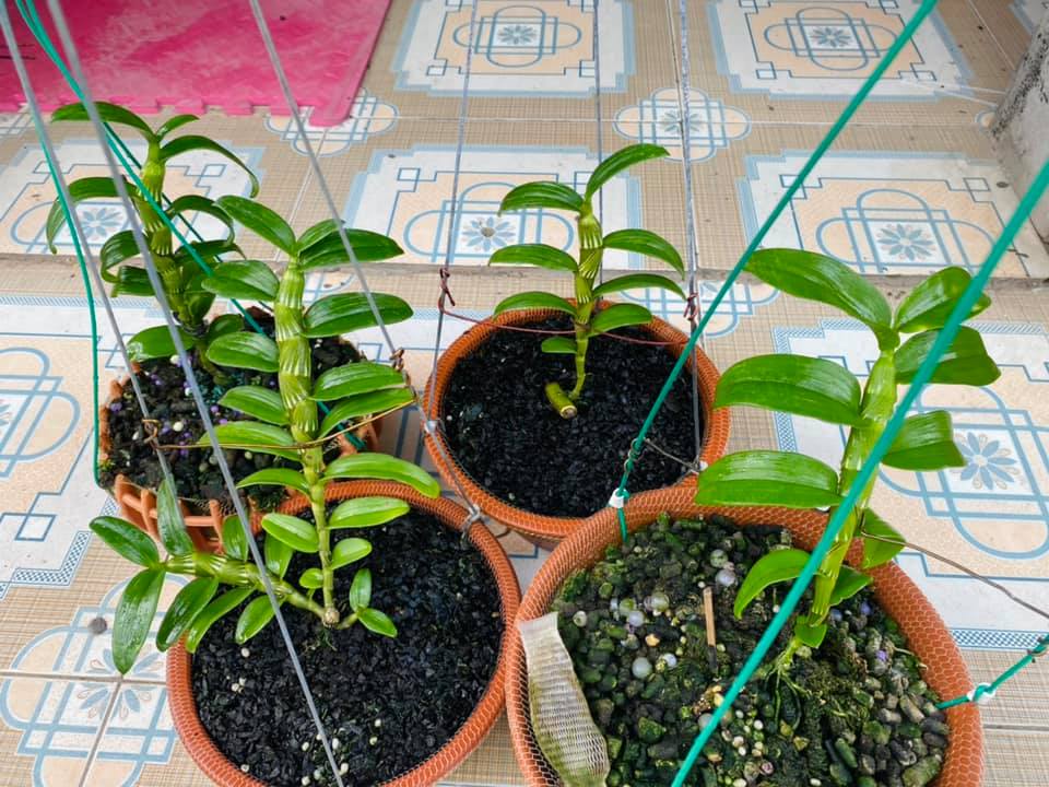 (shop uy tín) Kie phi điệp hòa bình thân thủ F27