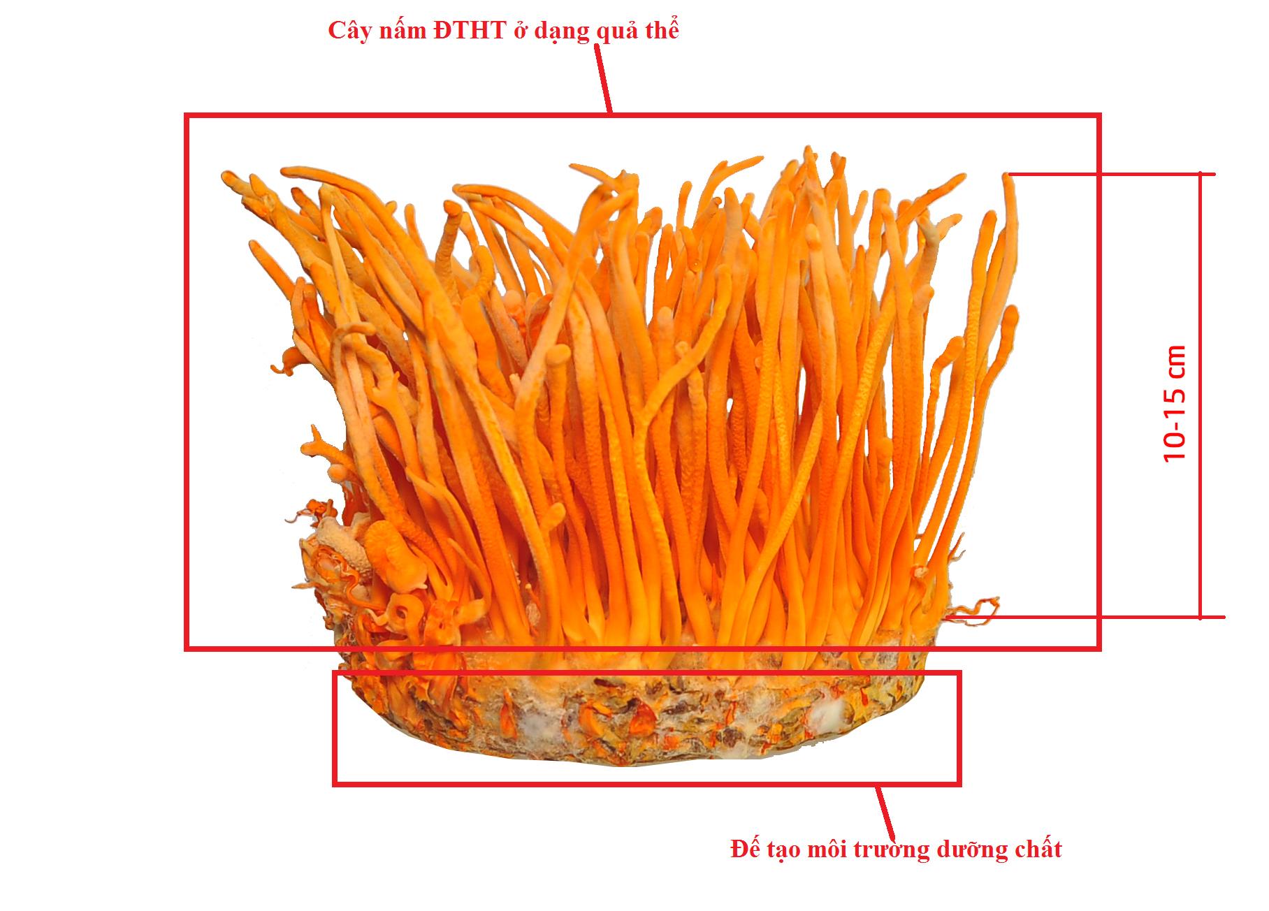 Đông Trùng Hạ Thảo Tươi
