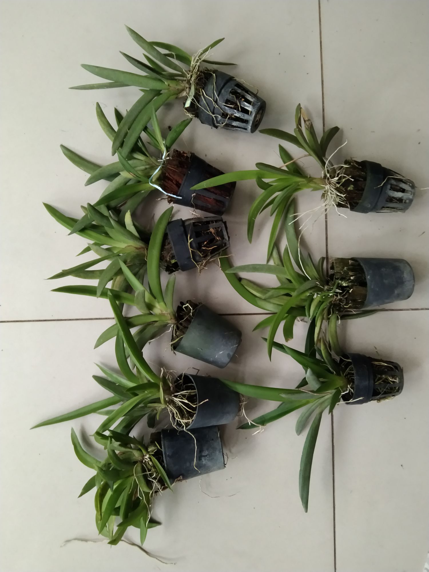 Hoa lan vũ nữ bút chì giống đủ màu