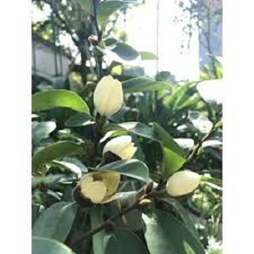 Cây hoa lan tiêu, Cây đẹp CAO 0,7M