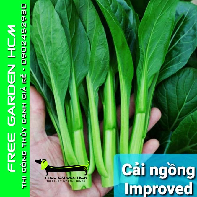 HẠT GIỐNG CẢI NGỒNG IMPROVED – Kitazawa – Mỹ