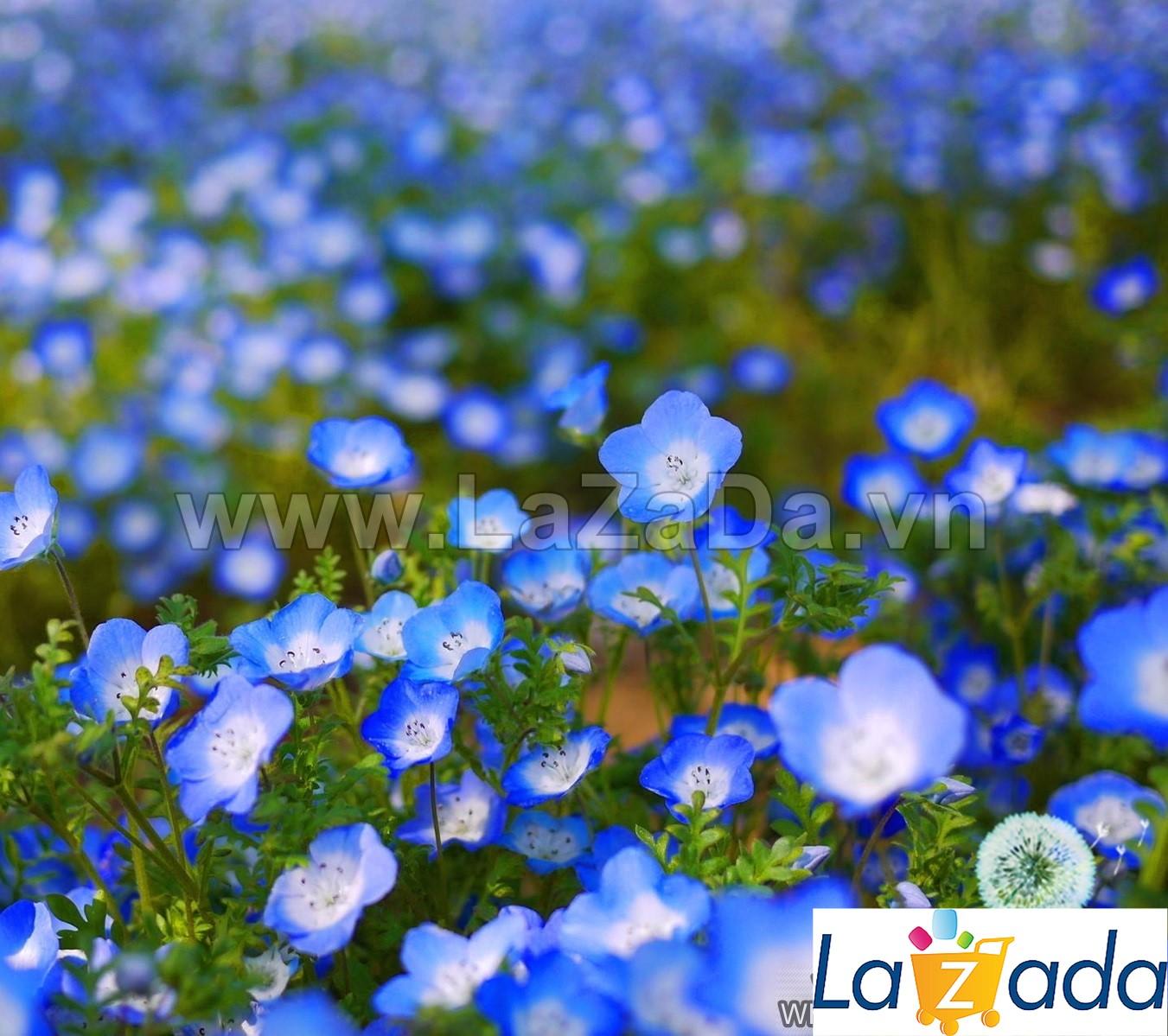 20h Hạt Giống Hoa Tình Yêu BABY BLUE (TLB2| -KD: B17*V22*M233)