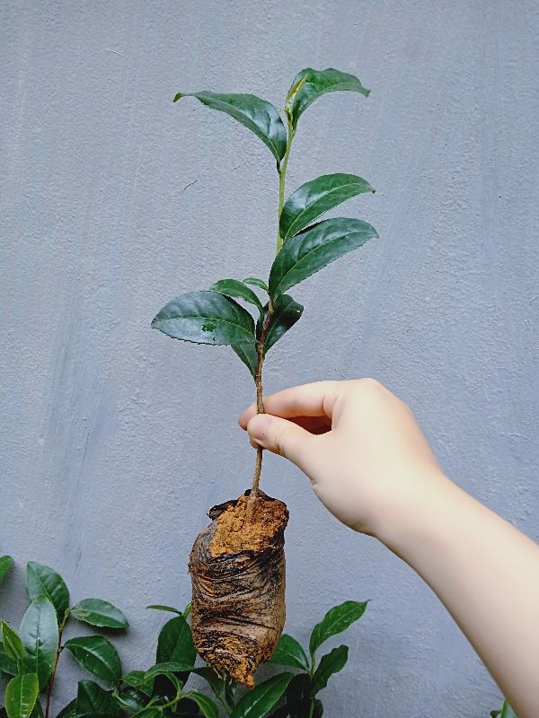 Cây giống Chè Shan Tuyết