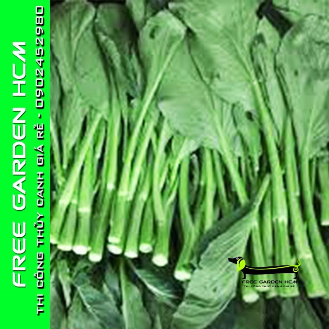 HẠT GIỐNG CẢI NGỒNG IMPROVED – Kitazawa – Mỹ