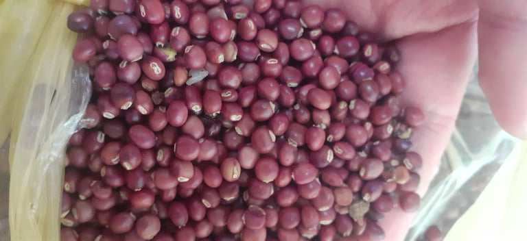 1kg hạt đậu săng