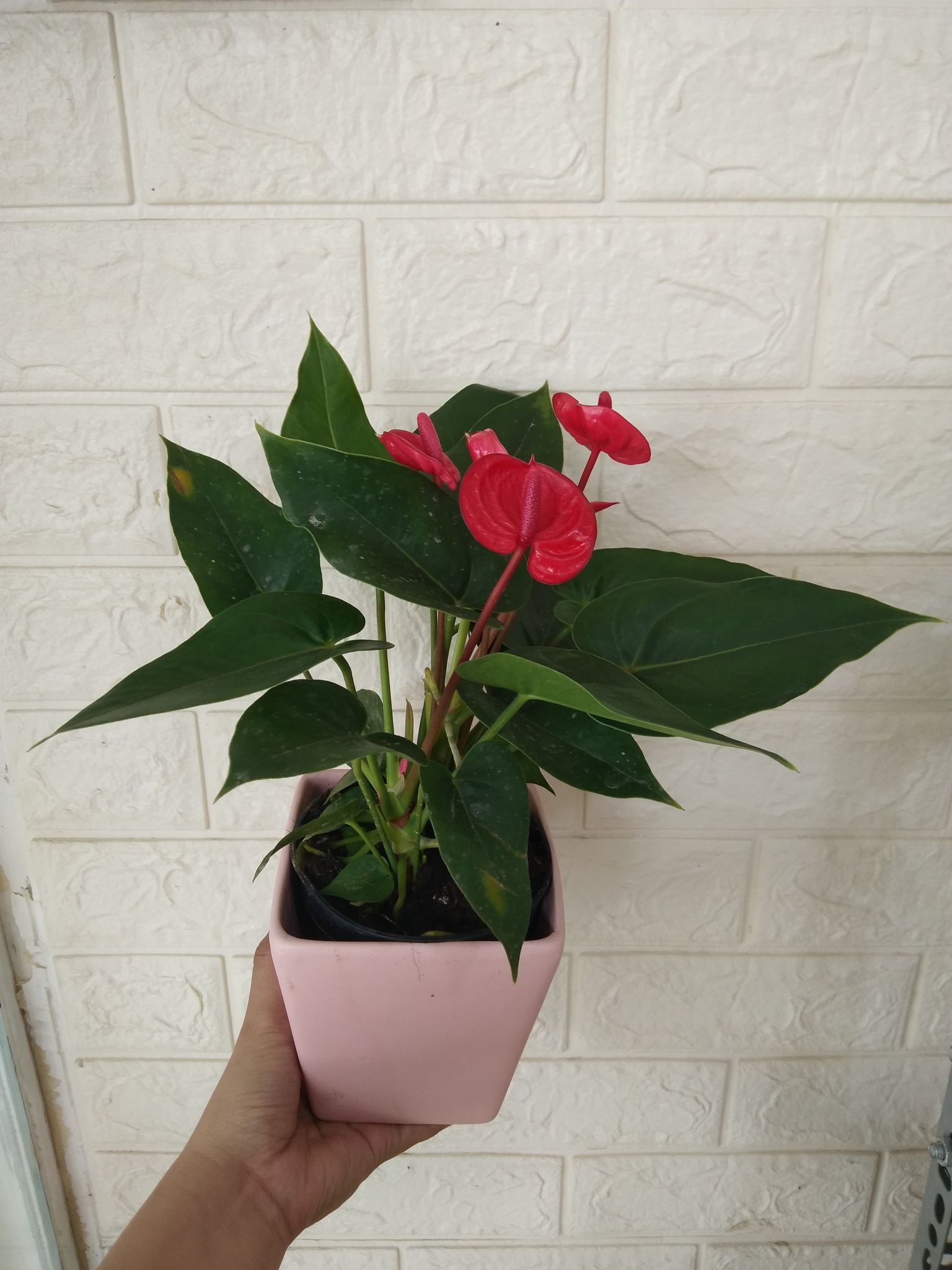 CHẬU SỨ BÁT TRÀNG CAO CẤP
