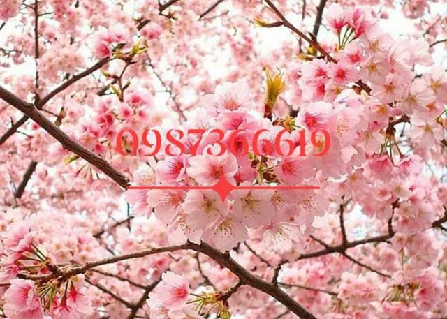 (xả kho đón tết) Hoa anh đào cây cao 25cm