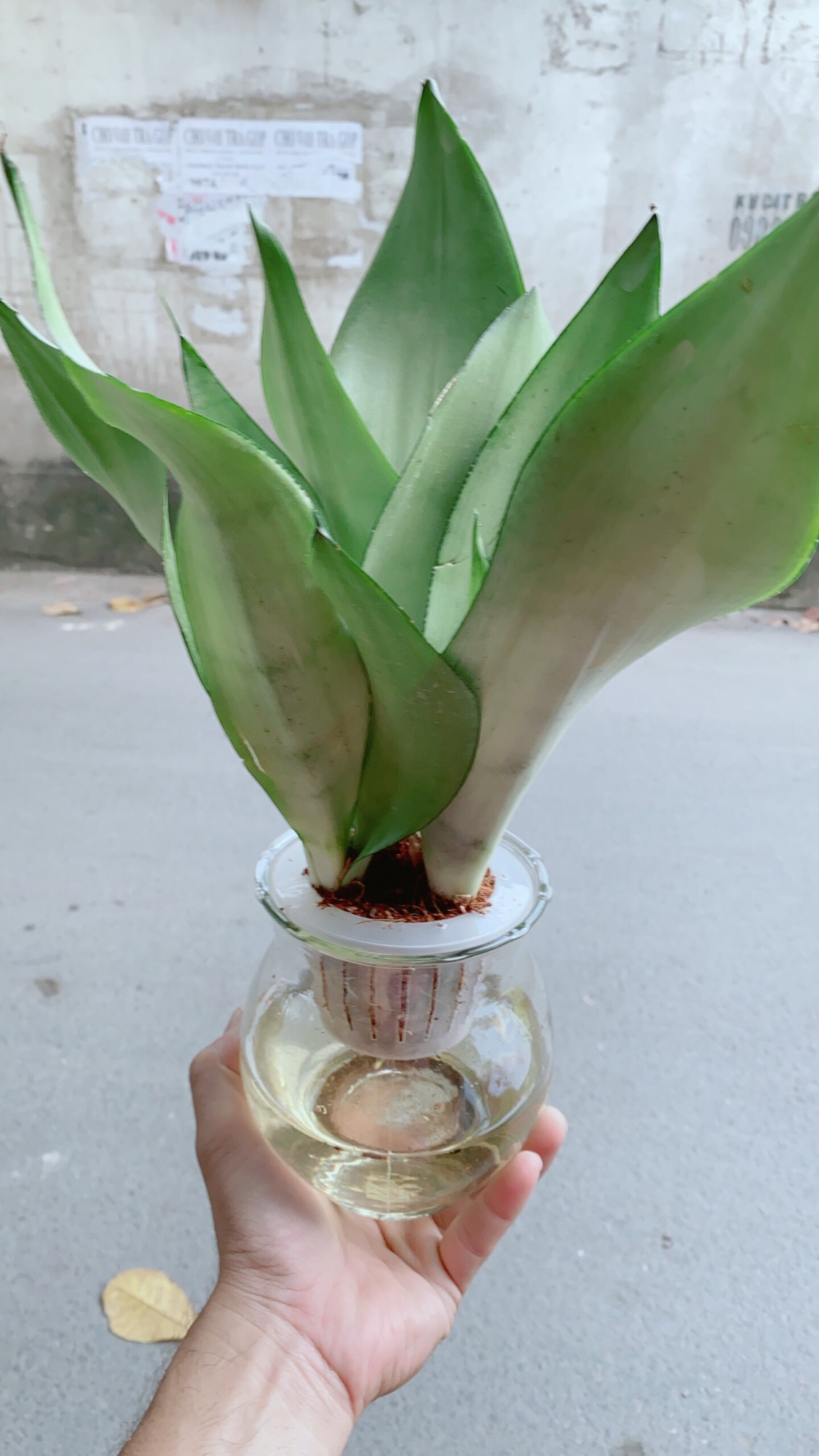 [HCM]Chậu Lưỡi Hổ Bạc Thuỷ Canh
