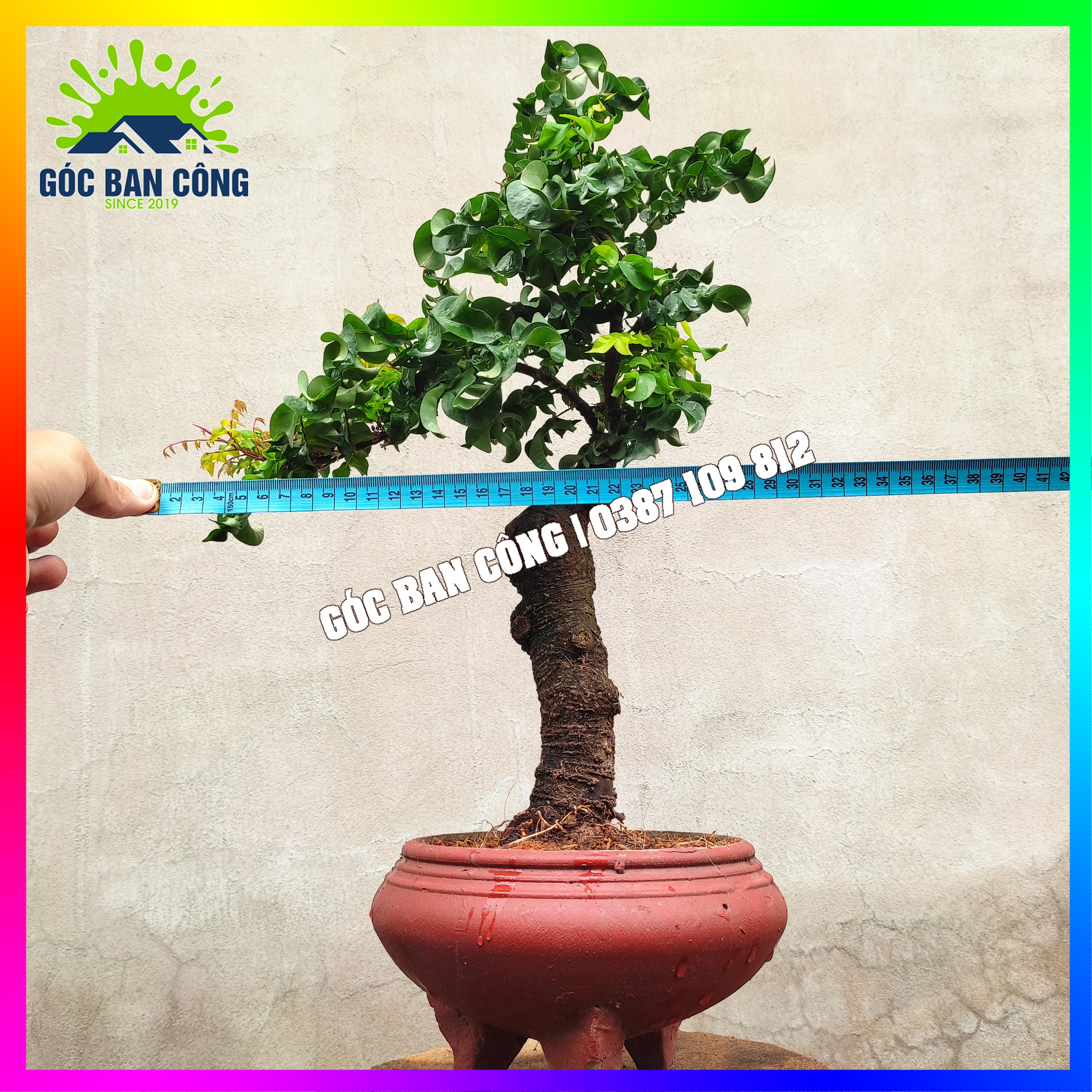 Cây Khế Bonsai Mini - KT02