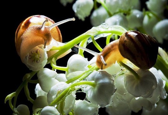 Garden Safe Slug & Snail Bait 100Gr – Effective Snail Killer, Safe for Plants
