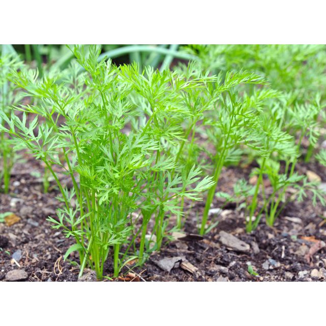 Hạt Giống Cà Rốt Dễ Trồng 5Gram