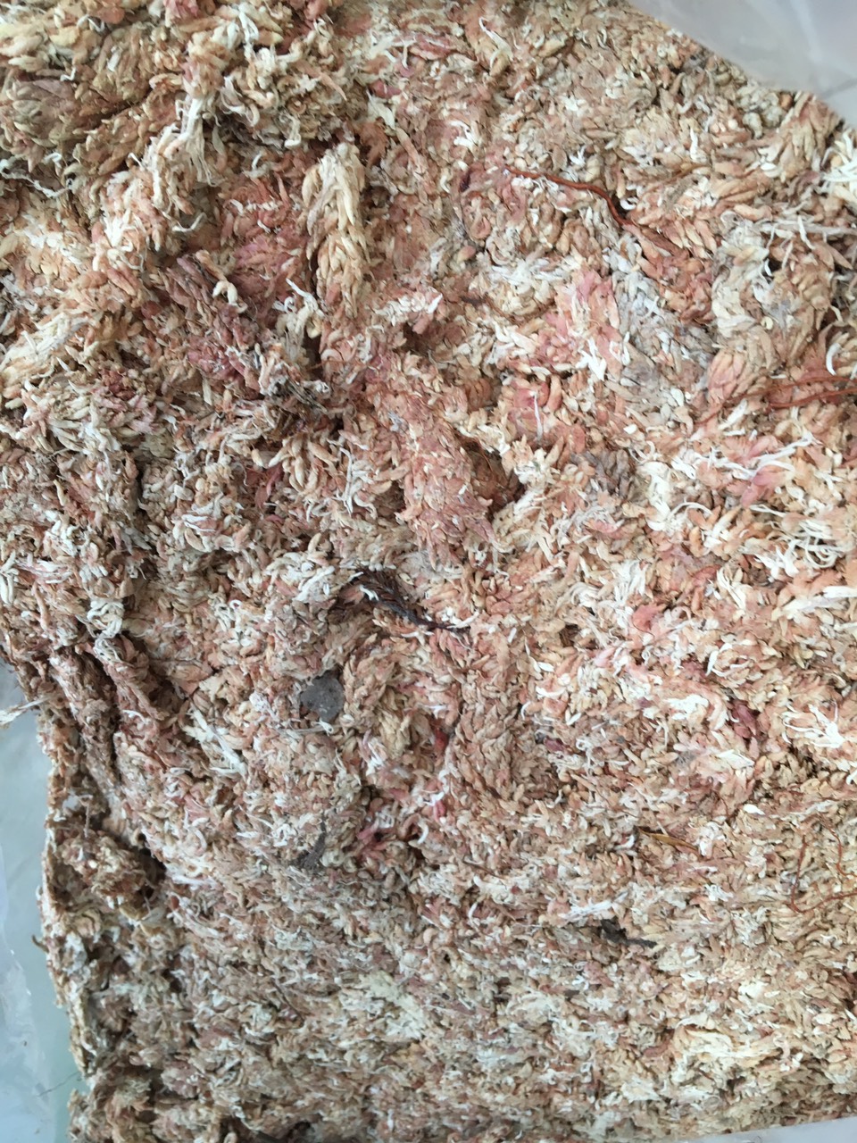 Dớn chile cọng con sâu gói 100gr