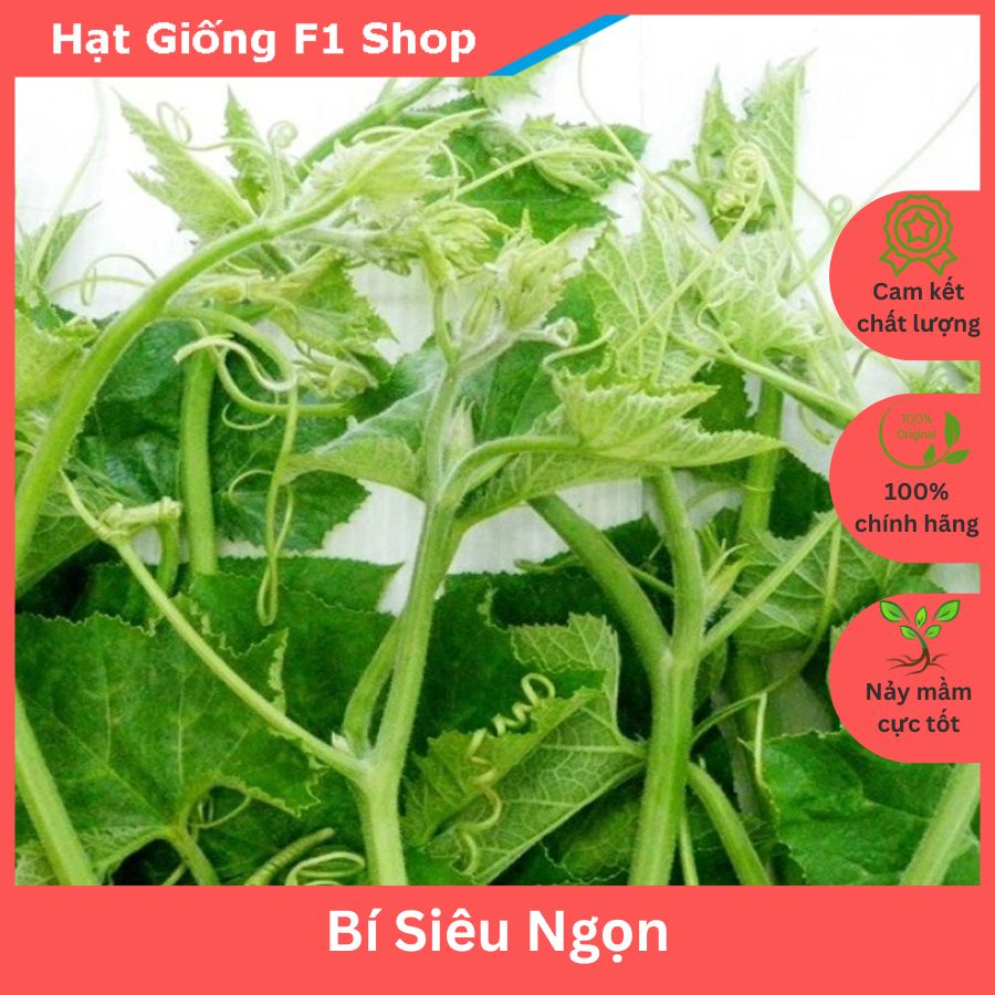 Hạt giống bí siêu ngọn thân mập f1 - gói 20 gam