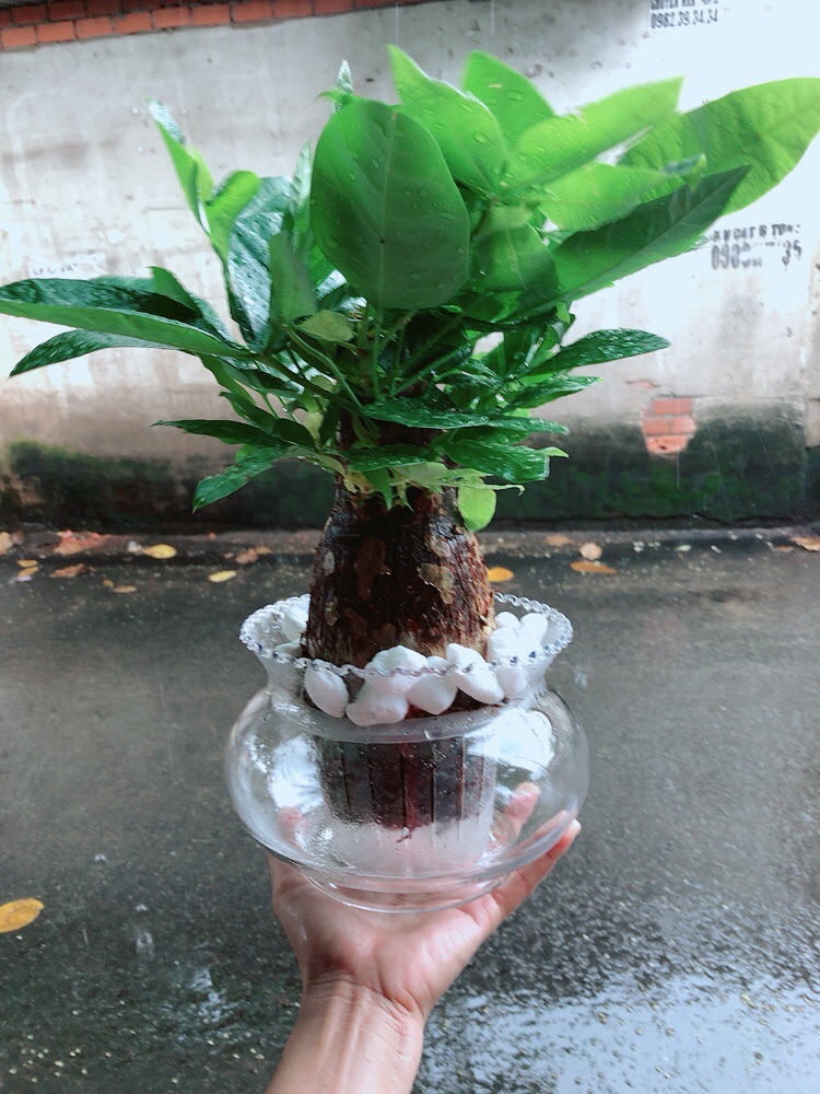 Chậu Kim Ngân Thuỷ Sinh