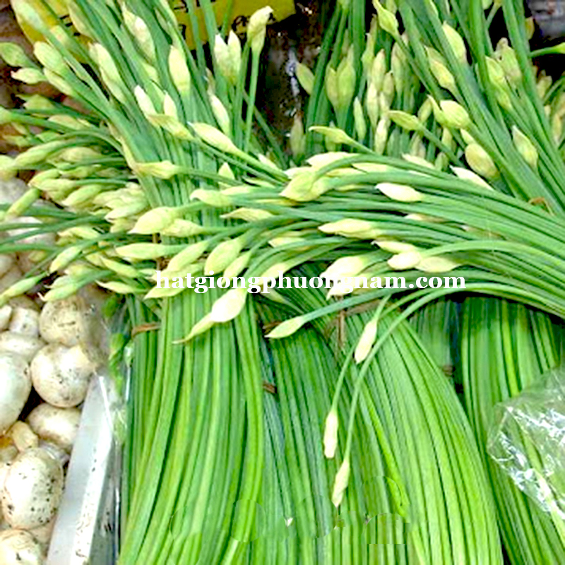 Hạt giống hẹ ăn bông rado 523 rạng đông gói 1gram