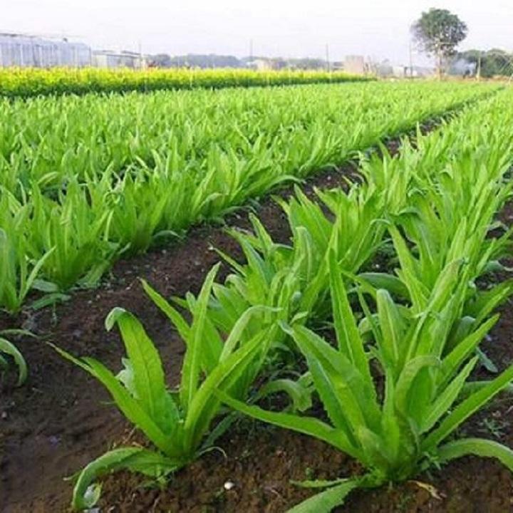 Hạt giống Cải Nhíp Sóc Trăng - Diếp thơm F1 - 10g (đặc sản Sóc Trăng)