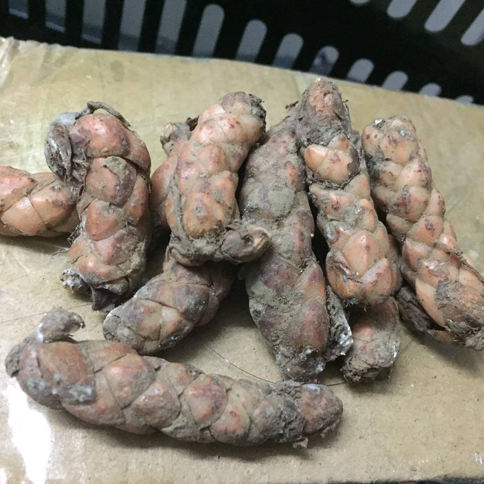 Comho 20 củ giống hoa bướm đêm