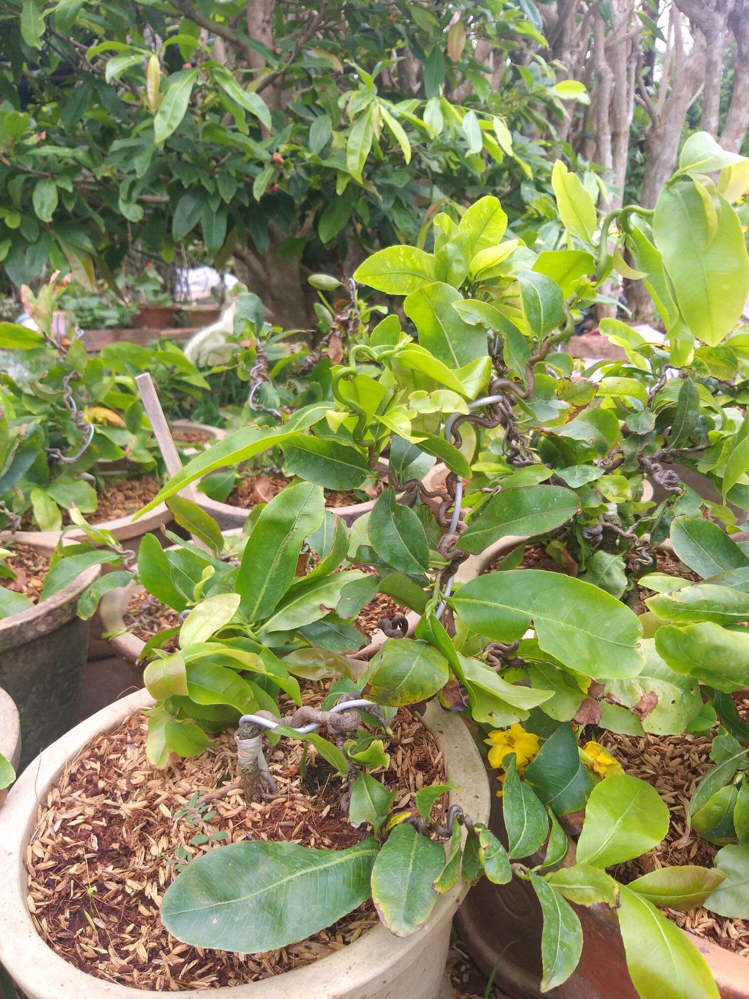 Mai xoắn (mai quắn) mini