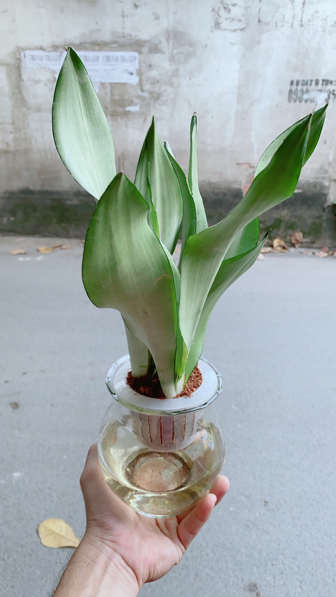 [HCM]Chậu Lưỡi Hổ Bạc Thuỷ Canh