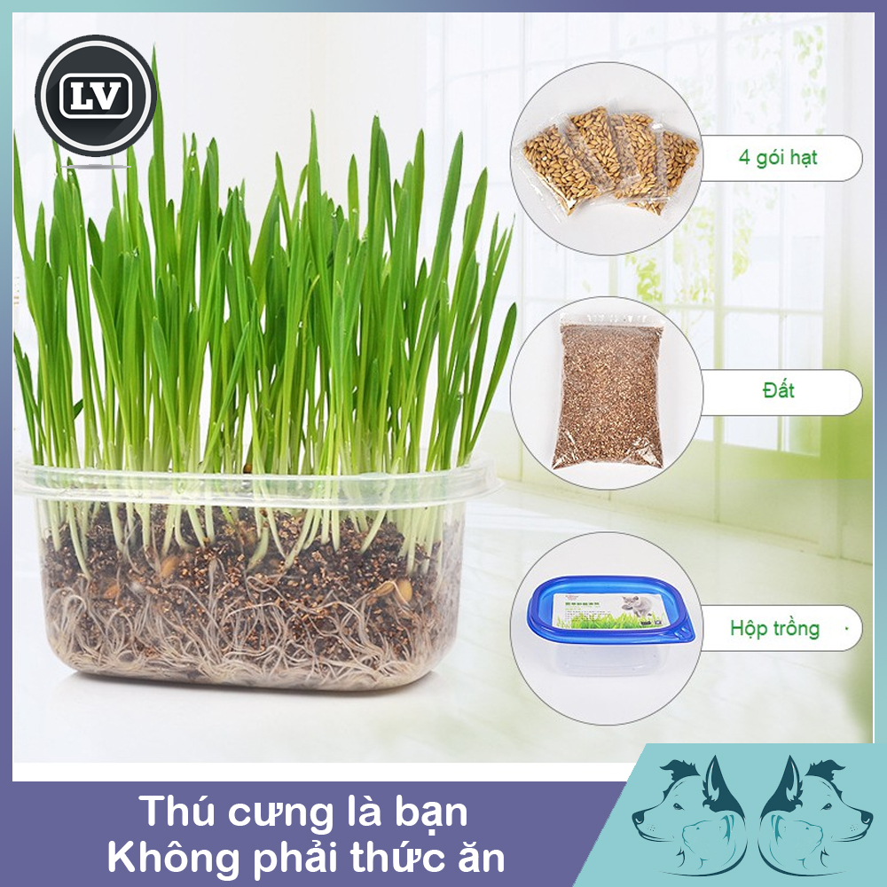 Bộ trồng cỏ mèo - Phụ kiện Long Vũ