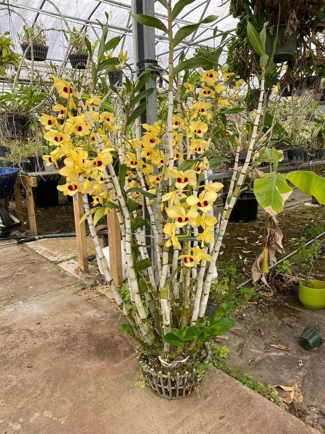 Hoa Lan hoàng thảo Thái bình(khóm 60cm trở lên) qq