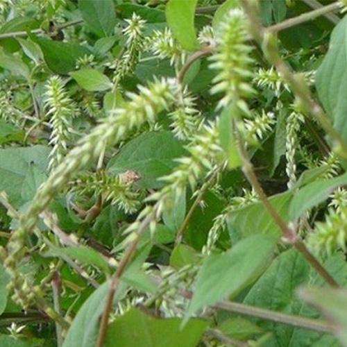Giá sốc- cây cỏ xước khô - 1kg