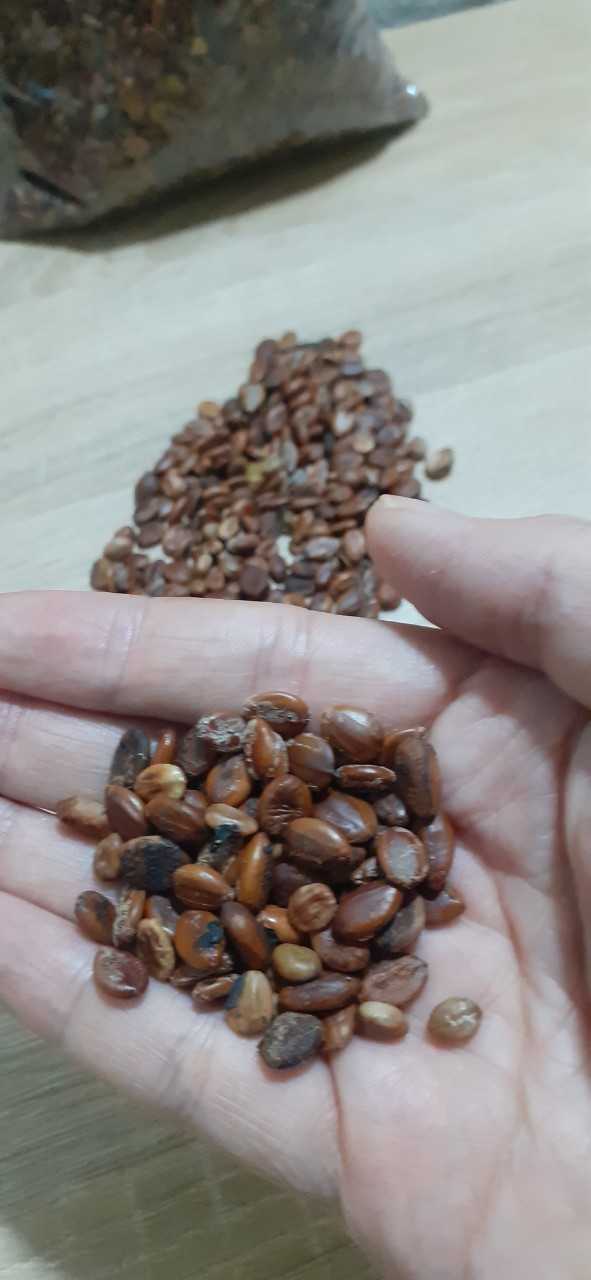 Cassia fistula seed