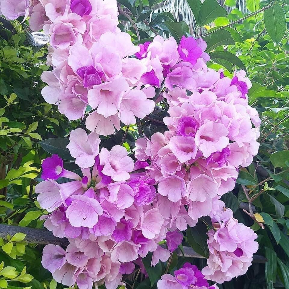 Cây giống hoa lan tỏi(1 bầu)