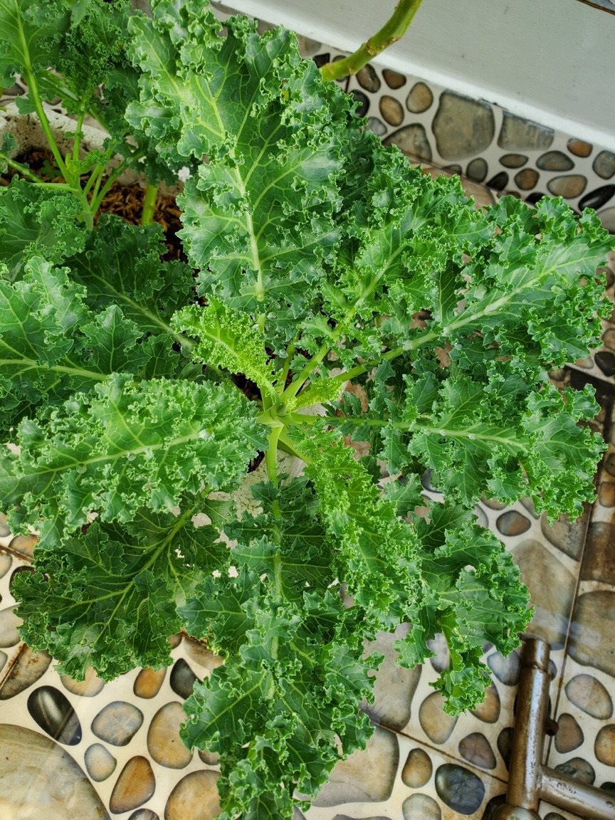 Hạt giống cải xoăn Kale rạng đông