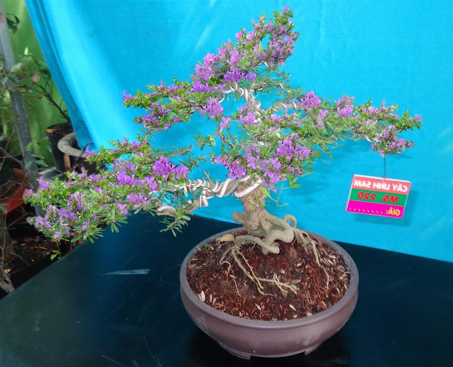 CHẬU CÂY LINH SAM SIÊU BÔNG