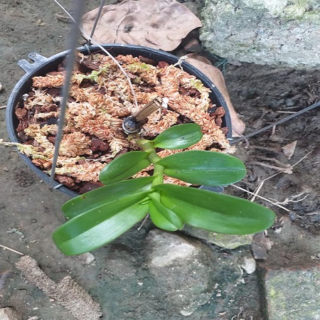 Hoa phong lan giả hạc-tím yên tử(cao 30cm ,trồng thuần ấm chậu)
