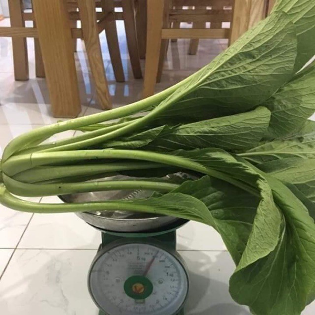 CẢI NGỌT KHỔNG LỒ CHỊU NHIỆT