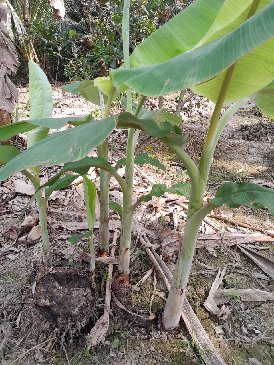 Chuối Xiêm đen (chuối sứ, chuối móc) cây giống