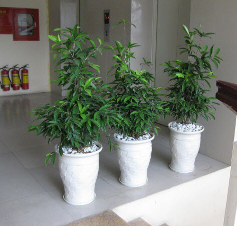 Cây Trúc Nhật Size To Chậu Nhựa