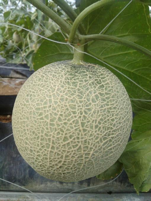 Combo 1 gói Hạt giống DƯA LƯỚI TRÒN NGA F1, 1 gói kích nảy mầm, 1 gói phân bón nảy chồi ra lá