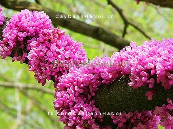 Cây Hoa Hạnh Phúc- cây gửi đi nguyên bầu