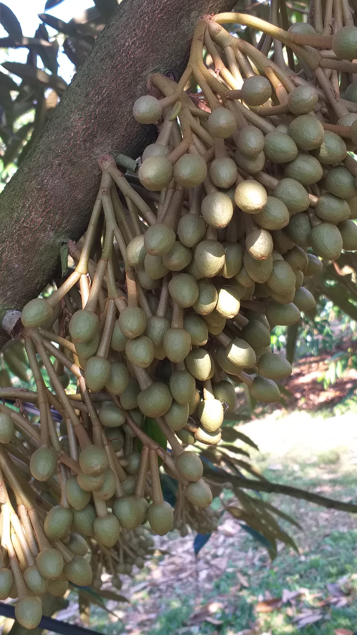 Phân bón lá SIÊU LÂN ĐỎ ( Giá bán chai 500ml)