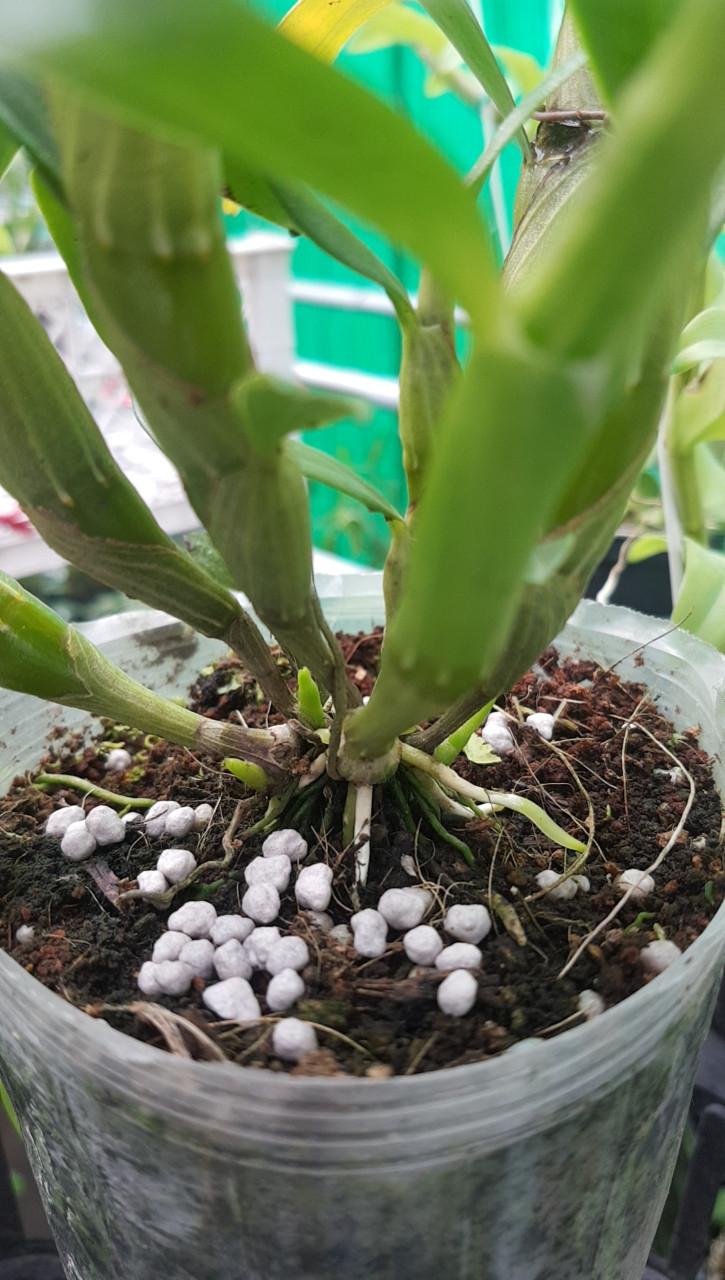 Phân tan chậm nhật – siêu tiết kiệm