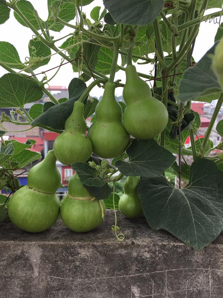 [HCM]Hạt giống bầu hồ lô - tặng gói hạt giống ngẫu nhiên