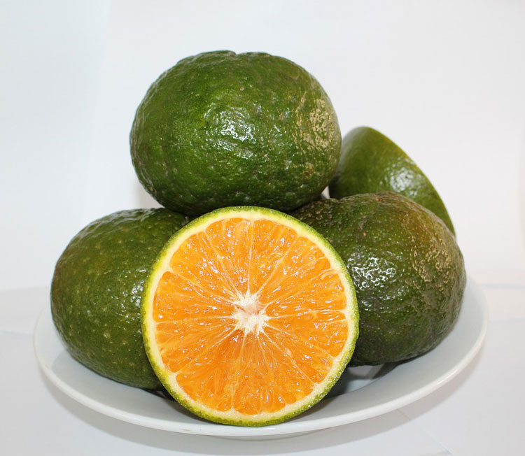 [Chỉ giao nội thành HCM] Cam sành - 1KG