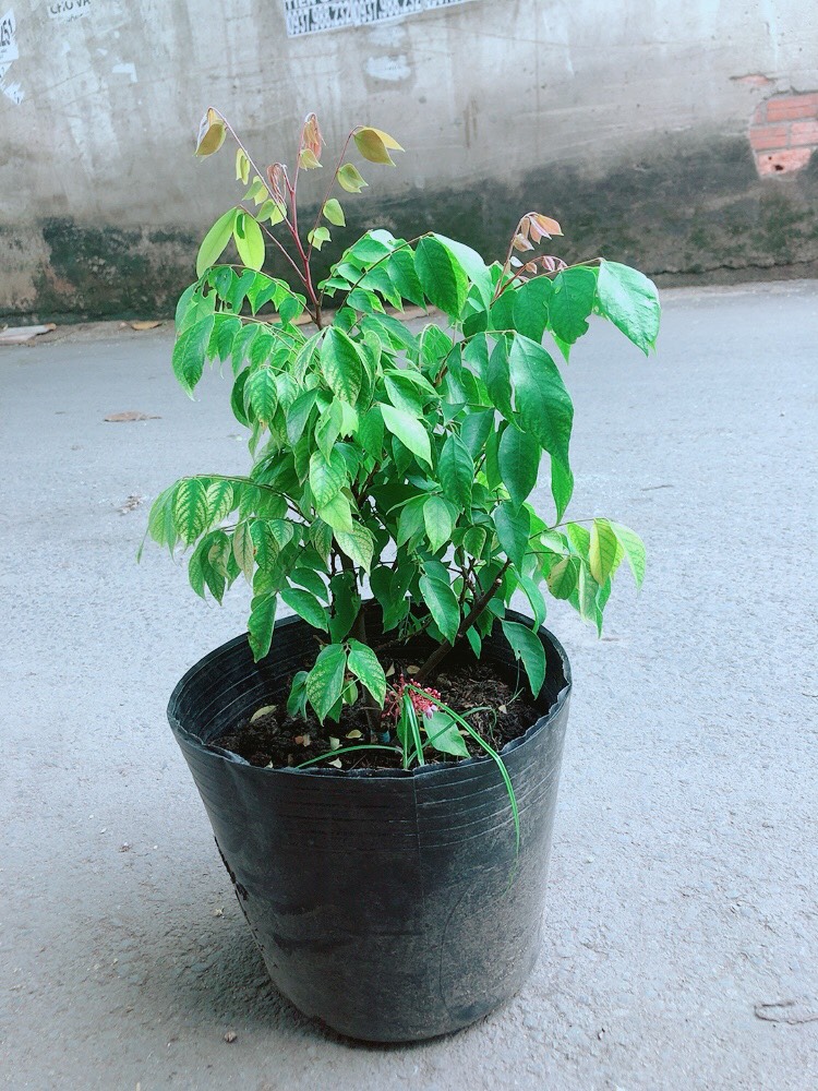 Cây Khế Có Hoa Cho Trái Ngon