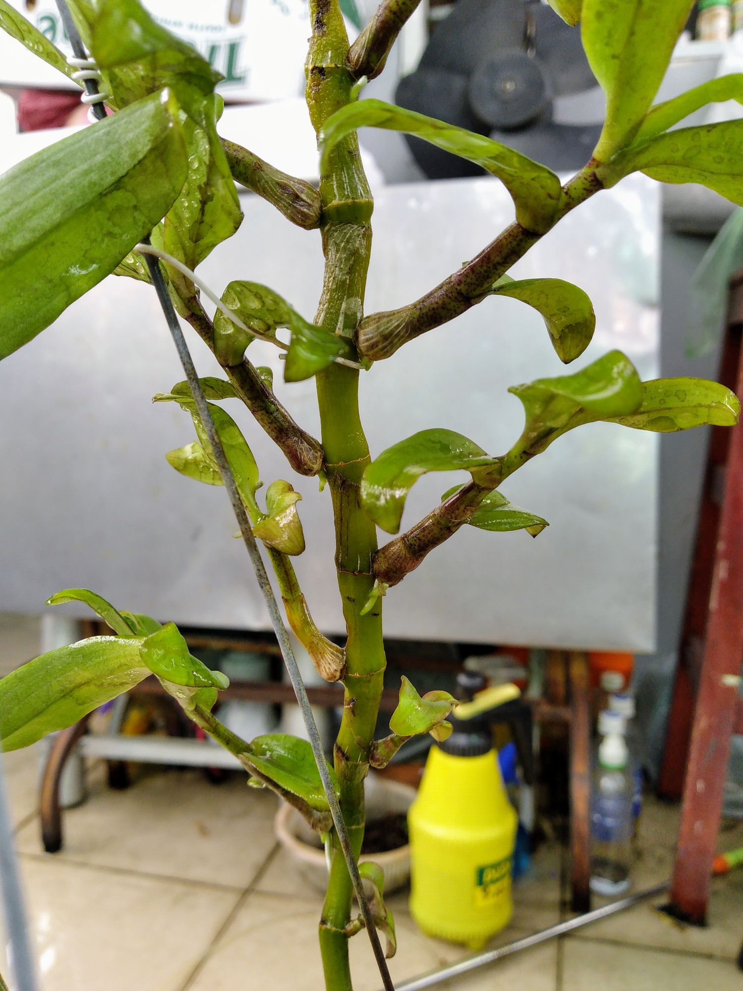 [HCM]Phân bón chuyên lan PHS Trí Việt