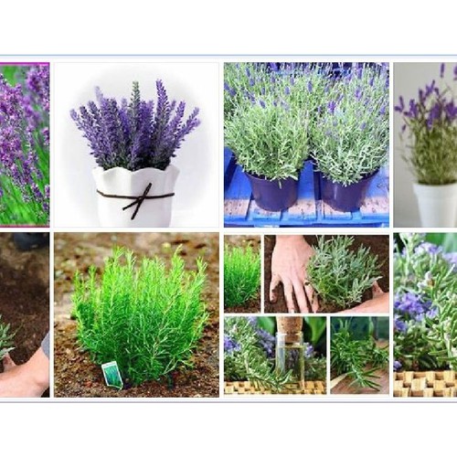 Bộ 2 gói hạt giống đuổi côn trùng  ( 1 gói oải hương + 1 gói hương thảo )